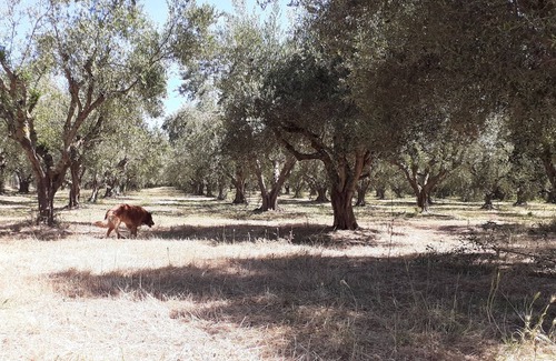 Amaliada Villa | Traditional Greek Villa with in 15.000 sq. meters of trees and grass