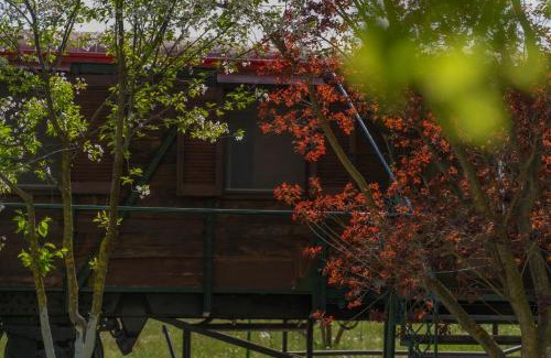 Dorothea Other | Train in the Forest