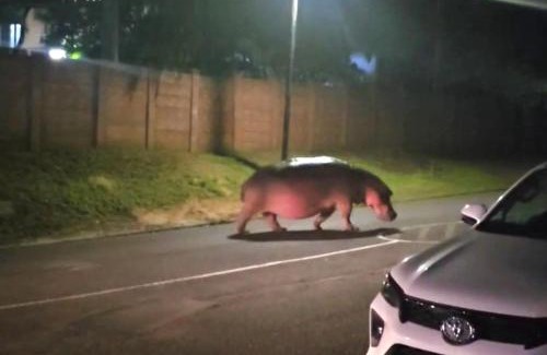 St. Lucia Apartment | Travelbugs Stay