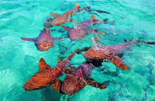 Belize City House | Tropical Belizean Studio w/ Lg Queen Bed & Parking