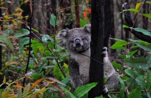 Bilpin House | True North - 4BR Home & Garden in Bush Setting with Huge Bath