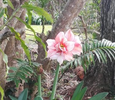 Hillcrest Apartment | Tucked away in the tree tops