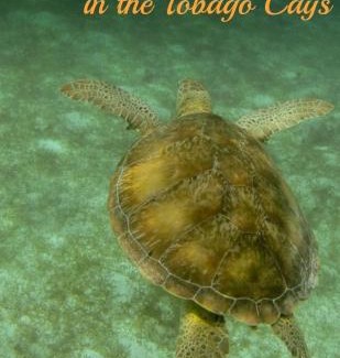 Mayreau Island Apartment | Turtle Nest Mayreau