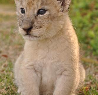 Madibeng Cabin | Ukutula Lion Lodge