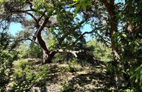 Beerze House | Vakantiewoning Zwaluw Beerze