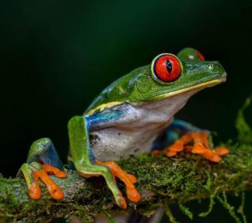 Santa Lucia Hotel | Veragua Rainforest