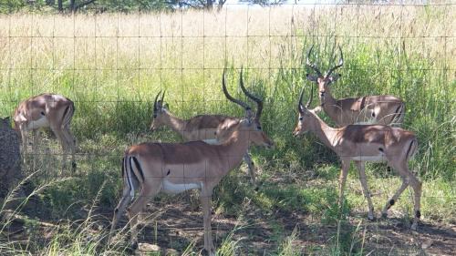 Albert Falls Cabin | Verdant Valley Lodge