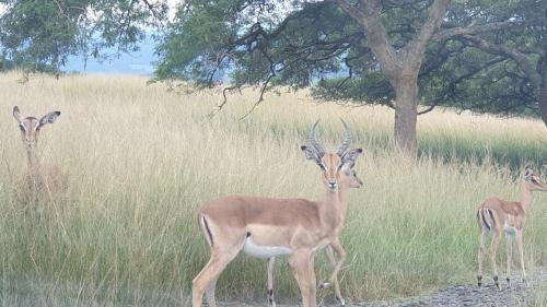 Albert Falls Cabin | Verdant Valley Lodge