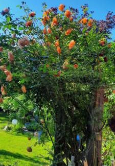 Frohnleiten Apartment | Veronika