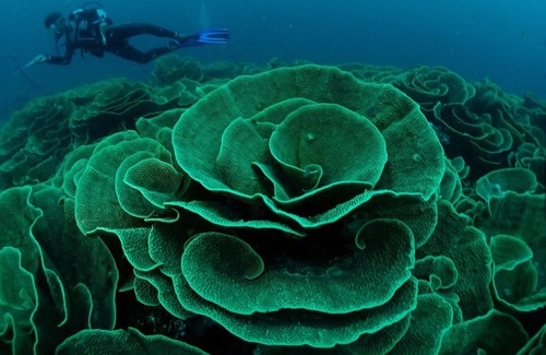 Viani Bay Resort | Viani Bay Dive Resort across from Taveuni