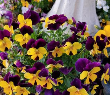 Fossanova San Marco Apartment | Villa Lilli 2