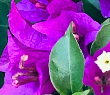 Andernos-les-Bains Bed & Breakfast | VILLA MADY