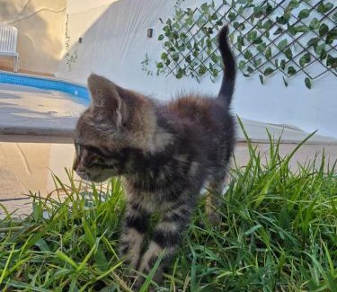 Aousja Villa | Villa Maya House - Cap Zbib