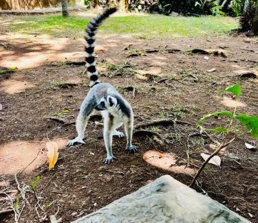 Ambondrona Apartment | Villa Nofy studio Bananier