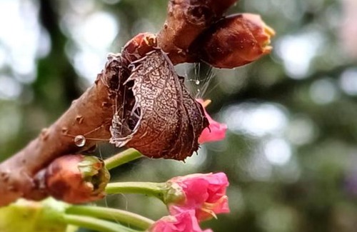 Haenertsburg Apartment | Wald Ecke
