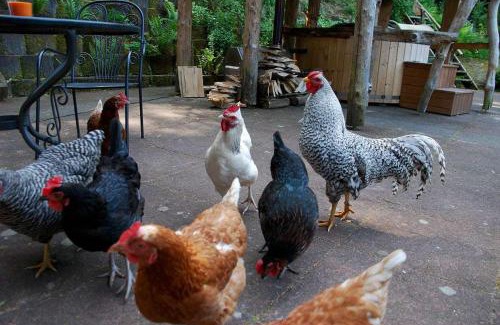 Wald-Michelbach House | Waldnest Odenwald - Waldhauszimmer