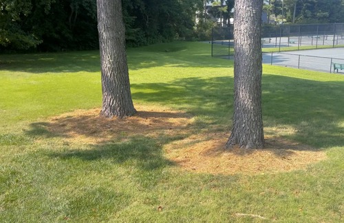 Kingsmill Apartment | Walk to beach by Busch Gardens, lovely room