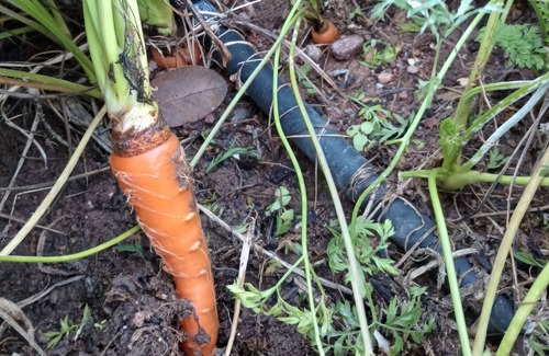 Maricopa County House | Warm inviting escape on the edge of town.