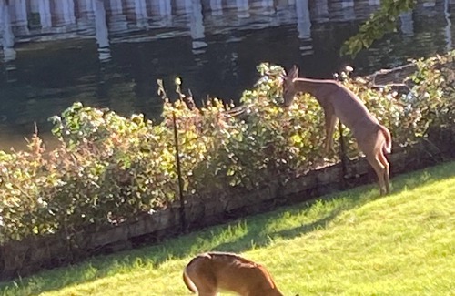 Sag Harbor Cottage | Waterview Cottage in the Village of Sag Harbor