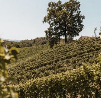 Seggauberg House | Weingut Assigal