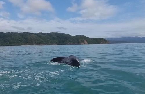 Cape Tribulation House | Where The Forest Meets The Sea
