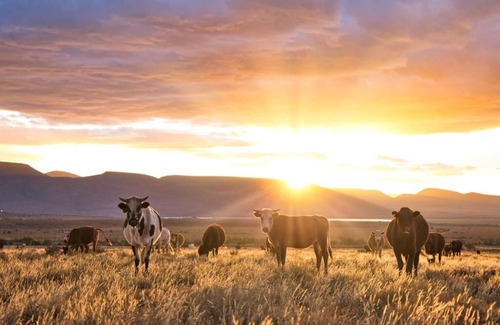 Graaff-Reinet House | Wild Olive Cottage