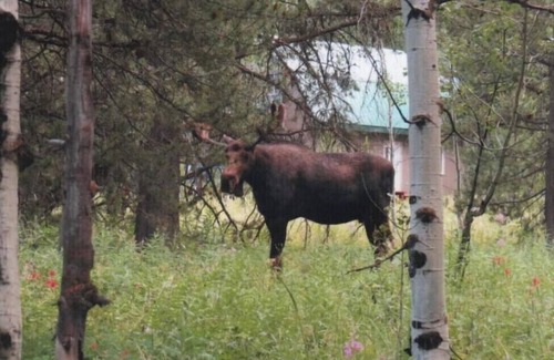 Island Park Cabin | WINTER SNOWMOBILERS-King sized bed & private bathroom! Dog friendly! HOT TUB!