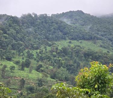 Mananthavady Resort | Woodshade resort