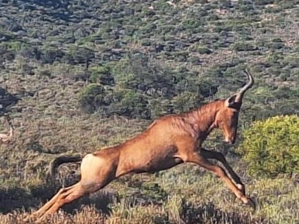 Plathuis Other | Zandfontein Bush Camp and Game Farm