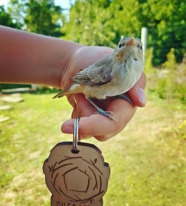 Бунгала Гнездото Bungalows The Nest 1