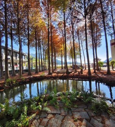 寵物友善 漫步森活 九樺落羽松民宿