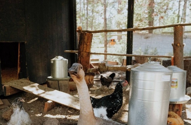 Acre Cabin: Trailers Welcome, Home to Chickens!