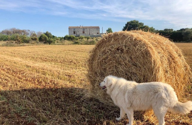 Agriturismo La Palascìa Masseria Agreste