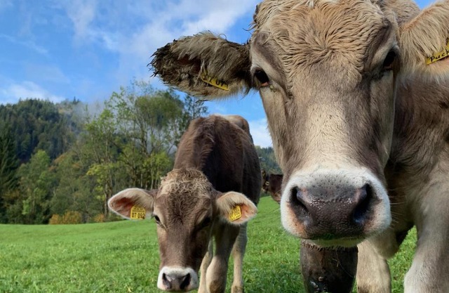 Alpenländischer Chic