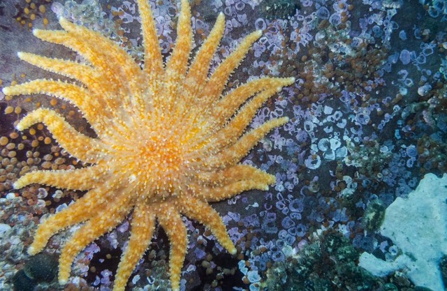 ALTAIR STELLA DI MARE