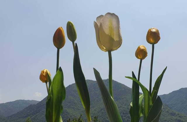 APARTMENT B&B TULIPANO DOUBLE ROOMS WITH TERRACE