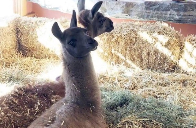 Banjo's Cottage near Middlebury & Recreation Areas