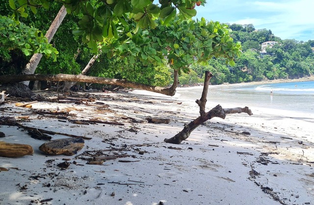 Beachfront condo - 16th floor whith stunning forest view. Steps to the beach.