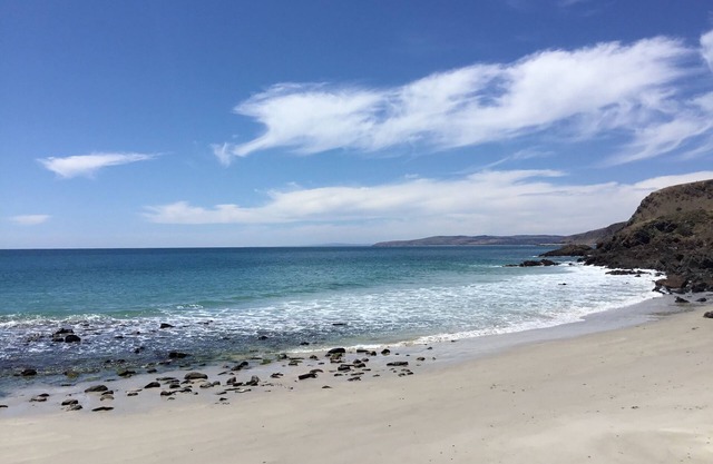 Blue Wren Second Valley