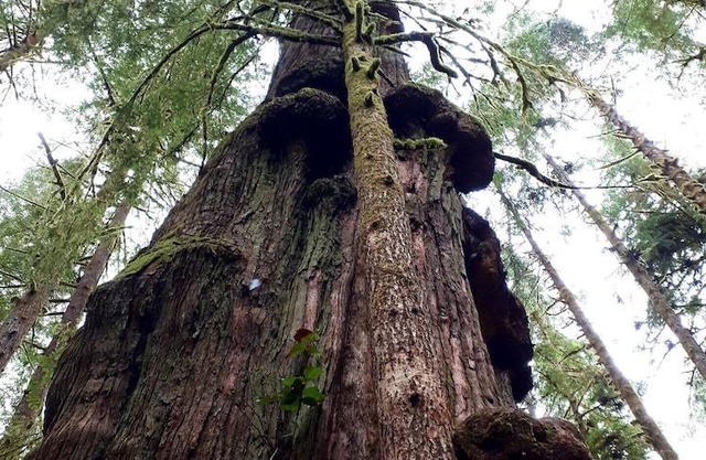 Broomhill Getaway Suite