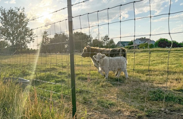 Buffalo Farmhouse Utah, Buffalo Farmhouse - Syracuse