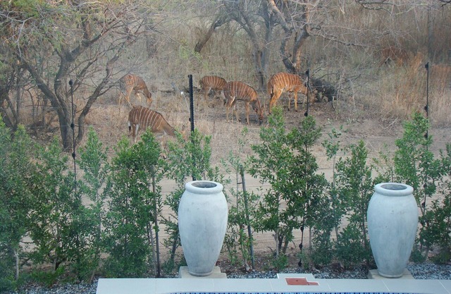 BushGlam Luxury Holiday Home with large private pool, Hoedspruit, Kruger Area