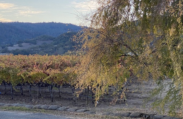 Charming Cottage in the Napa Valley-Vineyard Views