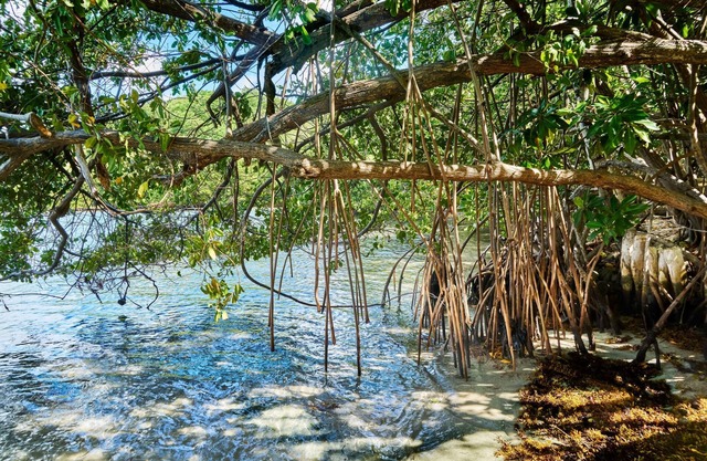 Charming self-contained apartment 10 minutes from the plage des raisiniers