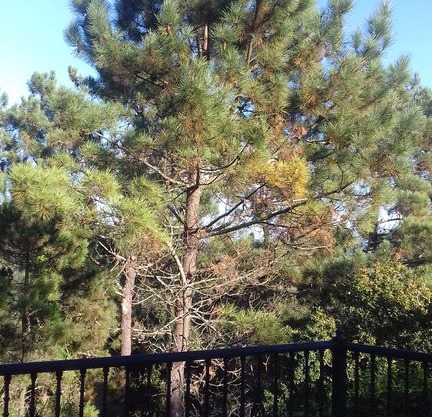 Classic Galician Stone Farmhouse with Sea Views plus Converted Barn attached