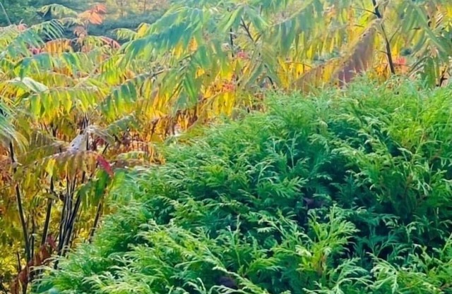 Cozy Mountain Getaway