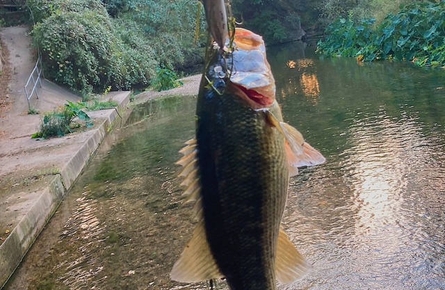 #D Son's Rio Cibolo - Glamping Cabin