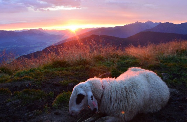 Double room with shower, toilet, balcony - Fresoldhof