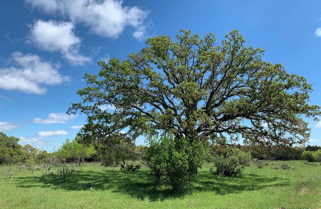 Dry Camping! Solar Eclipse! Bring your tent!