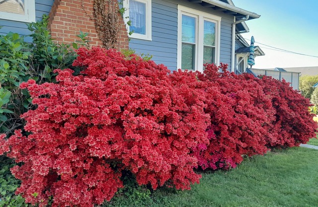 EASTERN SHORE Maryland -2 minute walk to beach; Quintessential beach home